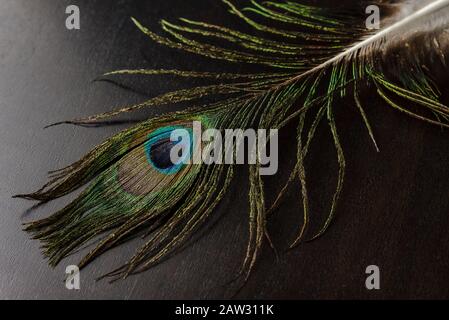Closeup of peacock feather on black background Peacock feather on a black background. Stock Photo
