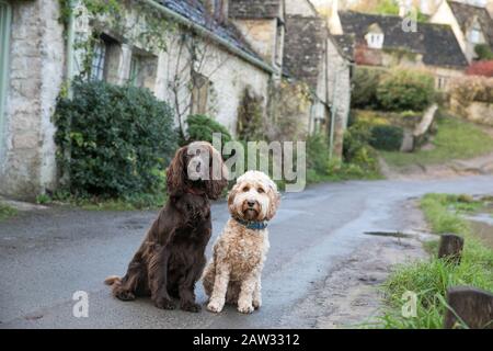 dogs sat in Arlington row in Bibury, Cotswolds Stock Photo