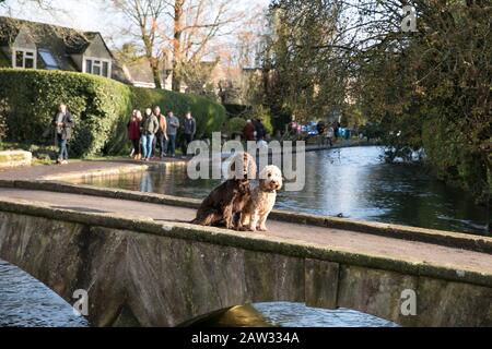 Dogs sat on a bridge in Bourton on the Water Stock Photo