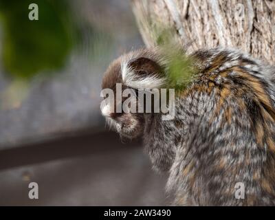 titi monkey leaning on a tree in the zoo Stock Photo