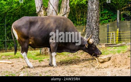 closeup of a banteng bull in the pasture, Endagered cattle specie from Indonesia Stock Photo