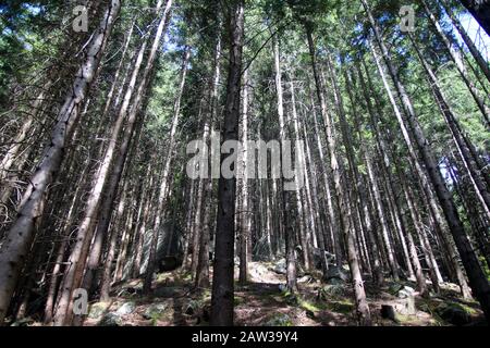 Inside a high pine forest in the Italian Alps Stock Photo