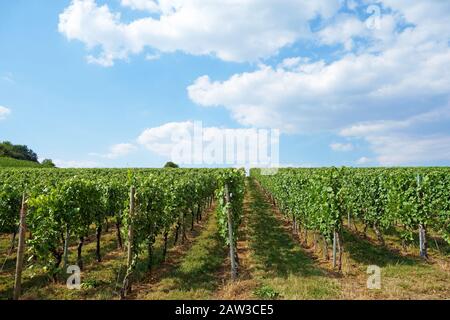Beautiful rows of grapes before harvesting Stock Photo
