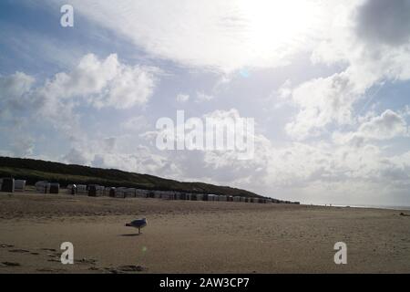Lonely seagull on deserted beach in Spiekeroog in autumn Stock Photo