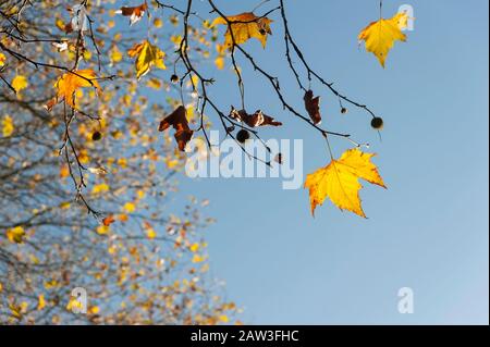 Autumnal leaves in Brussels Stock Photo