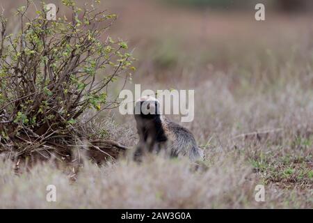 Honey badger in the wilderness Stock Photo
