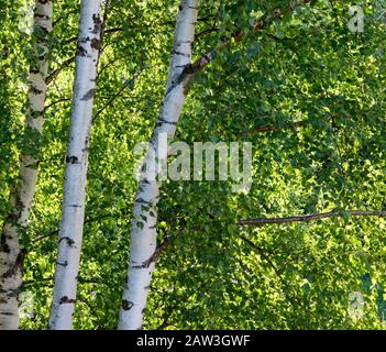 Birch tree foliage in summer. Natural background - a summer birch tree trunk and leaf. Stock Photo