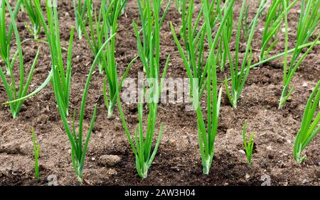 Green onions growing in the garden. Plantation in the vegetable garden. Cultivated vegetables growing in the garden. Green onion field on a farm.