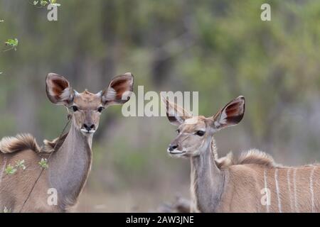 Kudu portrait in the wilderness Stock Photo