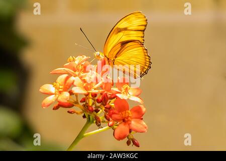 Closeup of a Sleepy Orange ( Eurema nicippe) Butterfly on Cluster of Red Flowers Stock Photo