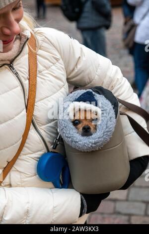 Woman holding small dog wrapped up in fleecy blankets inside a carry bag on a cold winter's day in Tallinn, Estonia Stock Photo