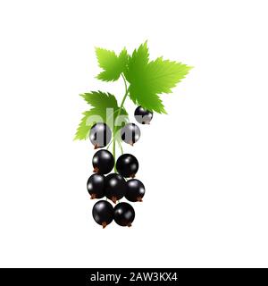Set of realistic ripe berryes on a white background.The berryes for advertising,labels,organic agriculture symbol. Stock Vector