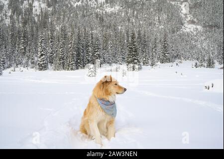 Cute Dog Sitting In Snow Covered Mountain Scene Stock Photo
