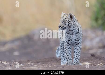 Leopard cub, baby leopard portrait in the wilderness Stock Photo