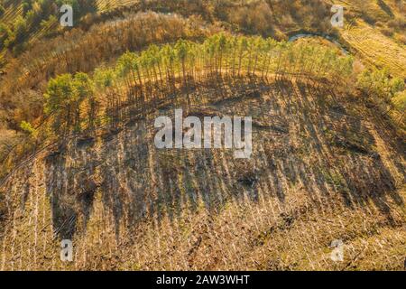 Aerial View Green Forest In Deforestation Area Landscape. Top View Of Shadows From Woods Trunks. Growing Forest. European Nature From High Attitude In
