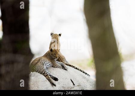 Two leopard cubs resting on a rock Stock Photo