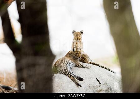 Two leopard cubs resting on a rock Stock Photo