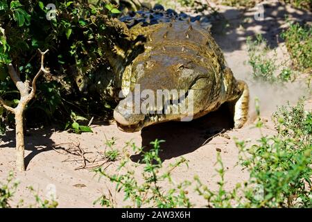 Orinoco Crocodile, crocodylus intermedius, Adult, Los Lianos in Venezuela Stock Photo