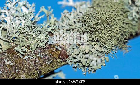 Lichen, Hypogymnia tubulosa, Hypogymnia physodes and Usnea hirta on birch branch in winter, Angus, Scotland, UK Stock Photo