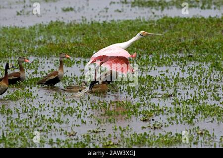 Roseate spoonbill, platalea ajaja, Adult in Flight, Taking off From Swamp, with Red-billed whistling ducks, dendrocygna automnalis, Los Lianos in Vene Stock Photo