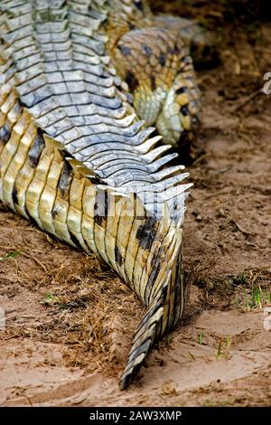 Orinoco Crocodile, crocodylus intermedius, Adult, Close up of Tail, Los Lianos in Venezuela Stock Photo