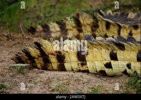 Orinoco Crocodile, crocodylus intermedius, Adult, Close Up of Tail, Los Lianos in Venezuela Stock Photo