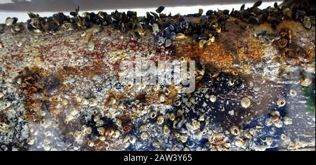 Seascape on the seabed with dog teeth Stock Photo