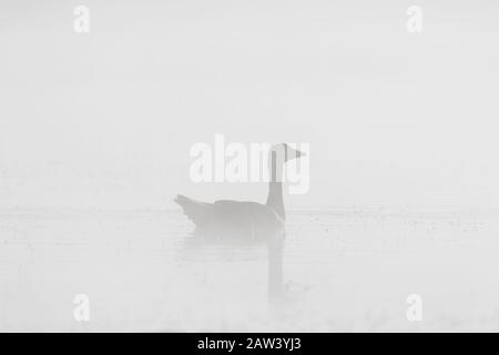 Silhouette of greylag goose (Anser anser) swimming in lake in thick early morning mist / fog
