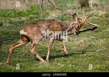 Roe Deer, capreolus capreolus, Male Rubbing its Antlers against Branch, Normandy Stock Photo