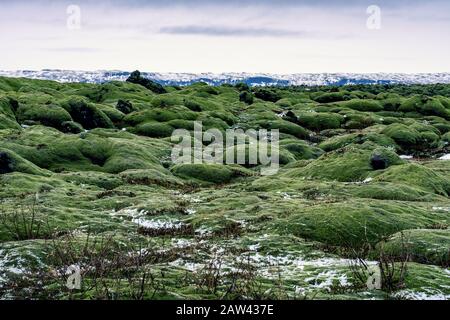 dramatic field landscape rocks covered with green moss in Iceland Stock Photo