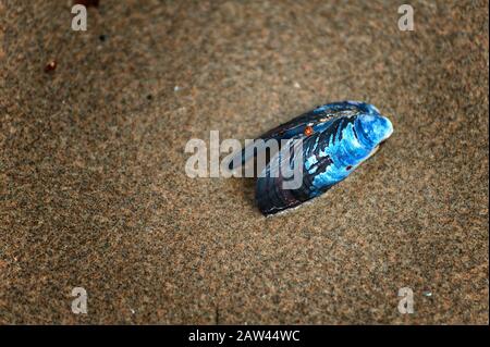 Close up of a clam shell with beetles crawling on it at Siletz Bay Park in Lincoln City, Oregon Stock Photo