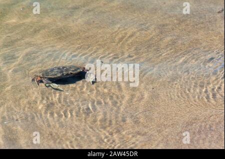 A crab lays in the sandy shallow waters of Siletz Bay in Lincoln City On the Oregon Coast Stock Photo