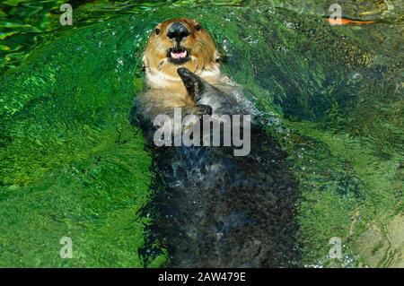 Sea otter swimming on its back in Vancouver Aquarium Stock Photo
