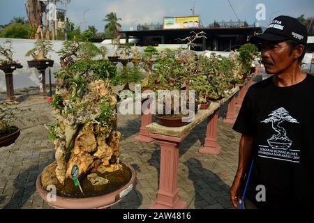 Visitors see the plants at the location of the Bonsai contest held in Jember, East Java, Indonesia, Wednesday August 21, 2019. In the art contest, the plants dwarf these plants, in addition to achievement events, also as a venue for environmental promotion and increased creativity for the creative industry of Bonsai art.