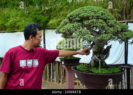 Visitors see the plants at the location of the Bonsai contest held in Jember, East Java, Indonesia, Wednesday August 21, 2019. In the art contest, the plants dwarf these plants, in addition to achievement events, also as a venue for environmental promotion and increased creativity for the creative industry of Bonsai art.