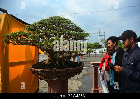 Visitors see the plants at the location of the Bonsai contest held in Jember, East Java, Indonesia, Wednesday August 21, 2019. In the art contest, the plants dwarf these plants, in addition to achievement events, also as a venue for environmental promotion and increased creativity for the creative industry of Bonsai art.