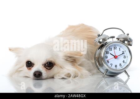 Chihuahua Clock Chihuahua Clock