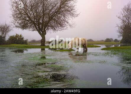 A white New Forest pony grazing amongst the flooded grass on a misty morning in a eerie soft pastel landscape Stock Photo
