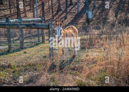 A cute and friendly multicolored donkey behind a barbwire fence in a field looking interested with the woodlands in the background on a bright sunny d Stock Photo