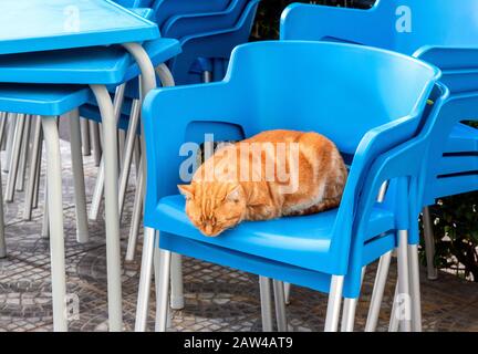 red cat sleeps on blue chairs Stock Photo
