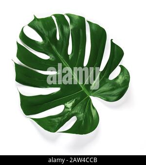 Tropical jungle Monstera leaves isolated Stock Photo