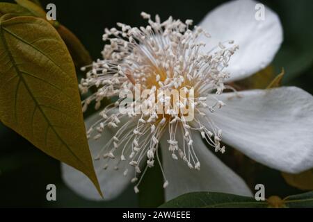 Bixa orellana, commonly called annato or achiote, is an evergreen tropical shrub or small tree. Stock Photo