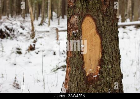 tree trunk structure bark sapwood texture in the winter forest Stock Photo