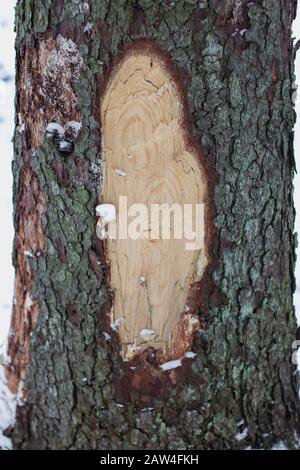 tree trunk structure bark sapwood texture in the winter forest Stock Photo