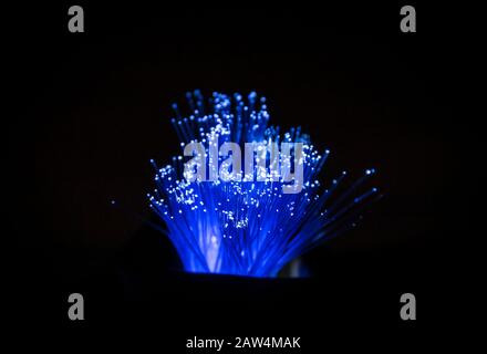 Optical fiber, internet wire material concept, carries light signals for telecommunication purposes. Glass tubes glowing in dark. Stock Photo