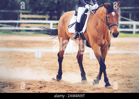 A beautiful elegant Bay horse with a rider in the saddle runs at a trot on the sandy arena, raising the dust with its hooves in dressage competitions Stock Photo