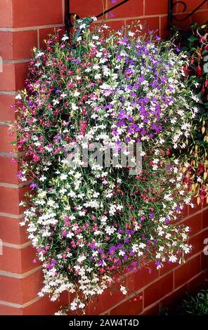 Hanging basket filled with various mixed trailing Lobelia.erinus for summer display. Stock Photo