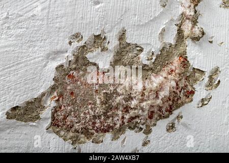 Mold on a freshly painted apartment wall. The wall surface was damaged by mold. Light background. Stock Photo