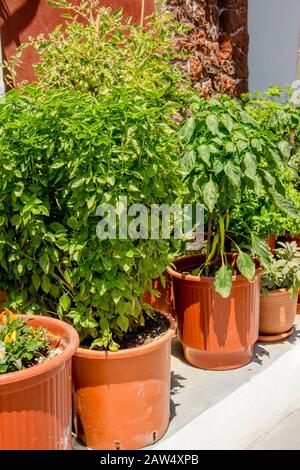Various green herbs growing in pots in garden outdoors in sunny summer day. Hoticulture concept. Stock Photo