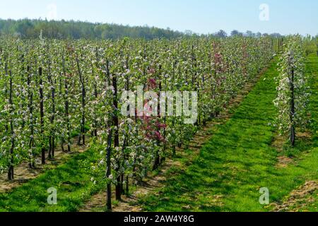 Spring landscape with fields, orchards and roads in Haspengouw region, Limburg, Belgium in sunny day Stock Photo
